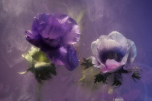 01_Emotions_florales_L_N_UR13 (1)